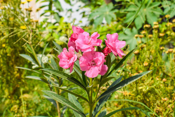close up of pink Nerium oleander flower