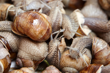 Many crawling garden snails with large shells, selective focus. Heap of alive grape snails. Exotic food