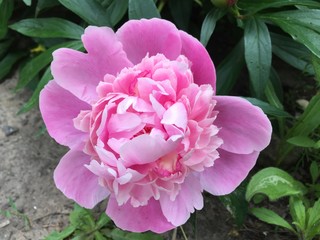 pink peony flower