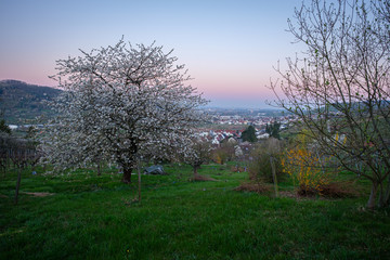 Apple fruit tree with white flowers in dawn