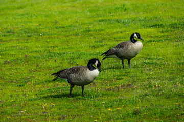 Canadian Geese in Meadow with small flowers