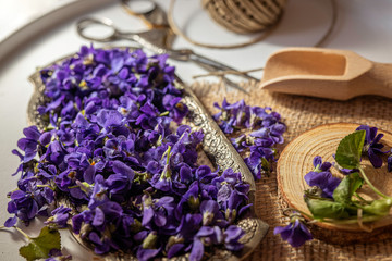 Obraz na płótnie Canvas violeta odorata fresh violet petals, flowers for drying tea, edible flower 