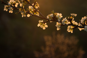 White apple tree flowers in sunlight