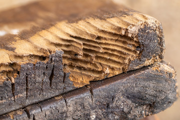 wood affected by woodworm. Wood-eating larvae of species of beetle