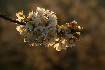 Apple tree twig with white blossoms