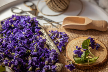 Fototapeta na wymiar violeta odorata fresh violet petals, flowers for drying tea, edible flower 