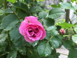 pink rose in garden