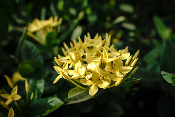 Yellow flower in the morning. Yellow Needle flower. ixora chinensis yellow.