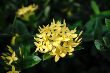 Yellow flower on green background. Yellow Needle flower. ixora chinensis yellow.