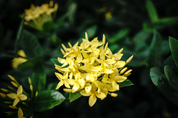 Yellow flower in the garden.  Yellow Needle flower. ixora chinensis yellow.