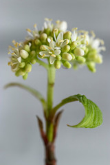 Young flower bud in spring with white tender flowers on a bright red branch. Spring color and black and white background with a shadow in the rays of the bright morning sun.