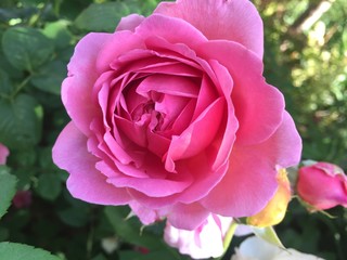 pink rose in garden