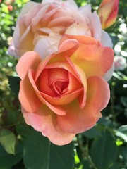 pink rose in garden