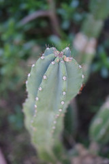 Close-up selective focus high angle view of the tip of a large green cactus