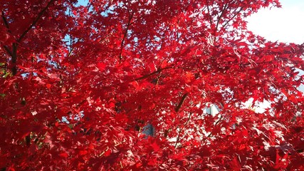 Kanadischer Ahorn in Herbstfarbe, rot, Acer saccharum