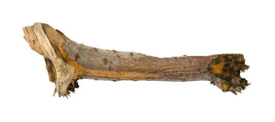 Tree branch or stick isolated on white background. Item for mock up, scene creator and other design