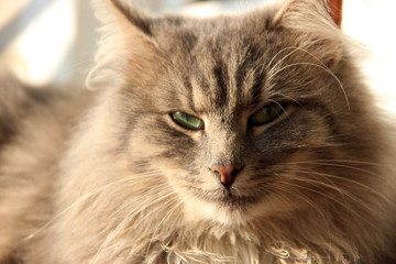 Beautiful Cute Fluffy Gray Cat. Pets. Life of animals. Close up. Cute Cats Photo Wallpaper Nature Animals Full HD for Desktop Background.