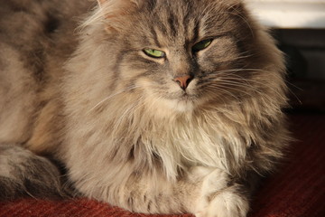 Beautiful Cute Fluffy Gray Cat. Pets. Life of animals. Close up. Cute Cats Photo Wallpaper Nature Animals Full HD for Desktop Background.