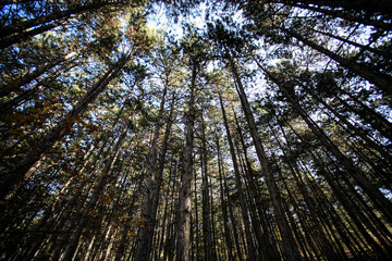 Trees and sky view. Looking up at the sky.