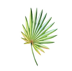 Naklejka na ściany i meble Watercolor fan palm leaf. Exotic colorful plant isolated on white. Jungle green tree. Realistic botanical illustration for wedding design, cards, decor