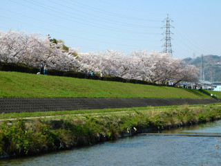 桜が咲く安威川の堤防を散歩する人々(大阪府茨木市)