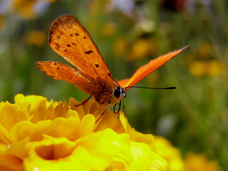 pomarańczowy motyl na żółtym kwiatku