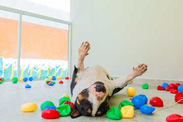 bull terrier