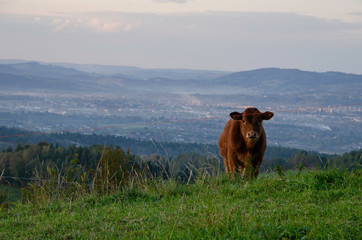 za miastem, na wsi, cow, cottage © Albert