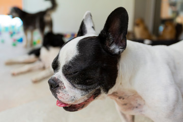 french bulldog puppy