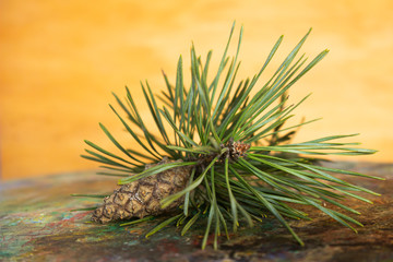 Naklejka na ściany i meble A small branch of pine lies on the palette.