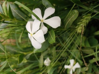 white flower on green background