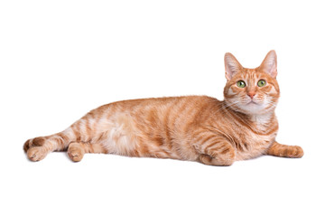 Obraz premium Red cat lies and looks up, isolated on a white background