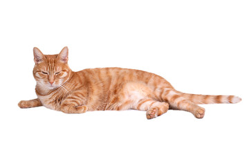 Sleeping red cat on white background.