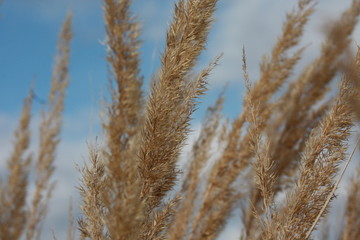 Fototapeta premium reeds in the wind