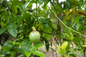 GULUPA, colombia , south america , passiflora edulis passion fruit