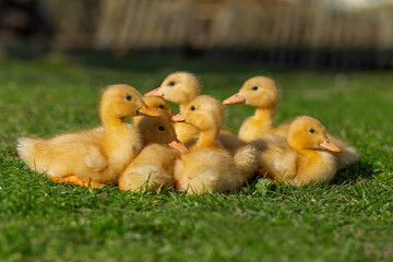 domestic ducklings іn the farmyard. Yellow domestic ducklings relaxing on the grass in a rural yard. young domestic ducklings huddled together for warmth among grass and straw in the farmyard.
