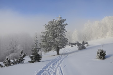 Mgły w zimny dzień, winter fog