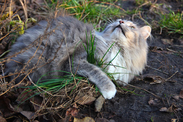 Beautiful Cute Fluffy Gray Cat. Pets. Life of animals. Close up. Cute Cats Photo Wallpaper Nature Animals Full HD for Desktop Background.