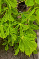 Image young fresh horse chestnut leaves. Close-up. In spring garden. Chestnut tree background.