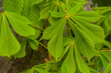 Young green leaves horse chestnut tree Close-up. Beautiful elements nature in spring.