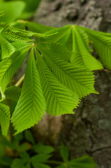 Beautiful leaves chestnut in spring season. Close-up. Contrast green leaves and brown trunk texture.