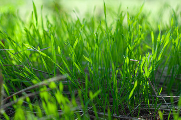 Green, juicy grass on a field close-up, nature of a spring meadow, bright seasonal outdoor lawn, lush, soil cover.