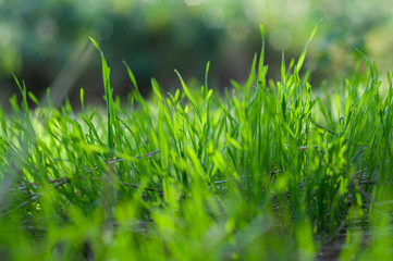 Green, juicy grass on field close-up on blurred background, nature spring meadow, bright seasonal outdoor lawn, lush, soil cover.