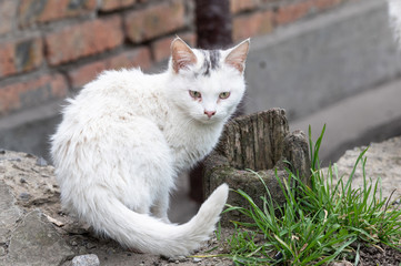 portrait of a white dirty homeless kitten with sore eyes. hungry kittens in the gates of the city.
