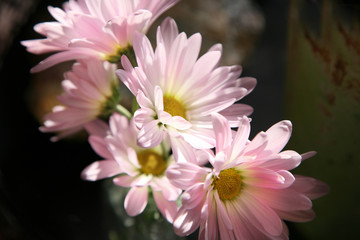 pink daisies closeup
