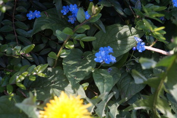 blaue Blume