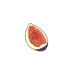 Purple slice fig fruit, isolated on white background. Vector flat illustration.