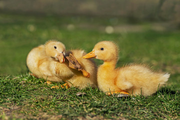 domestic ducklings іn the farmyard. Yellow domestic ducklings relaxing on the grass in a rural yard. young domestic ducklings huddled together for warmth among grass and straw in the farmyard.