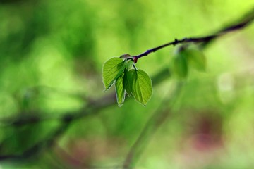 green leaves in spring