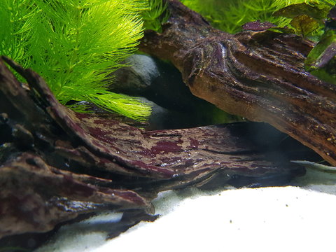 Hornkraut und Wurzel im Aquarium,  Versteck f&uuml;r Fische